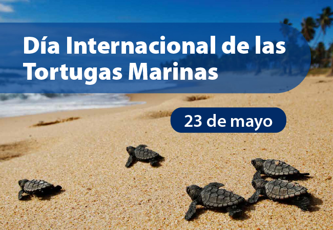 Día Internacional de las Tortugas Marinas