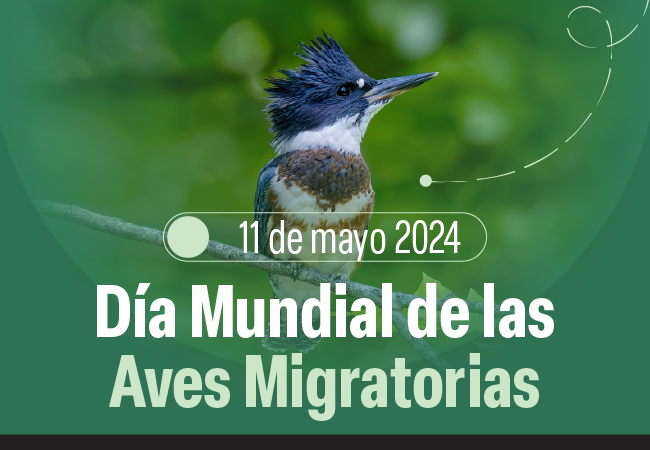 Día Mundial de las Aves Migratorias