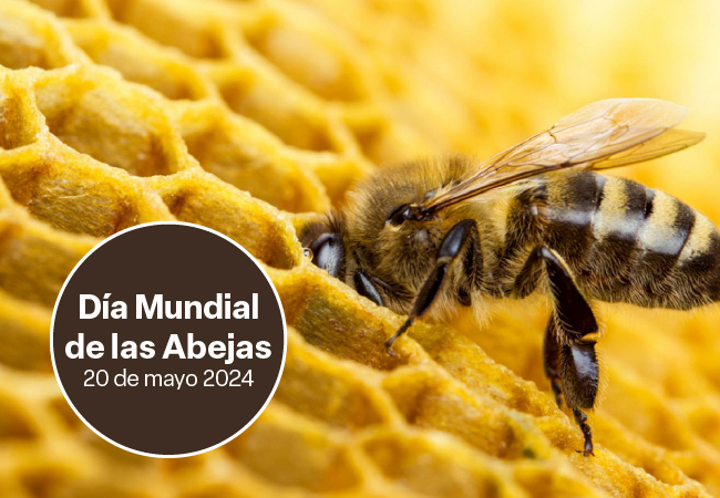 Día Mundial de las Abejas