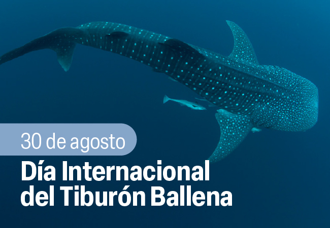 Día Internacional del Tiburón Ballena