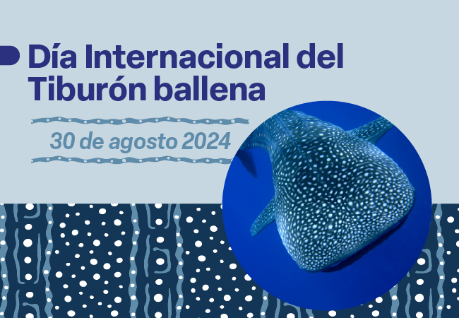 Día Internacional del Tiburón ballena