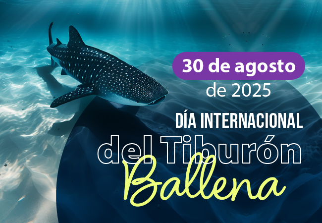 Día Internacional del Tiburón Ballena