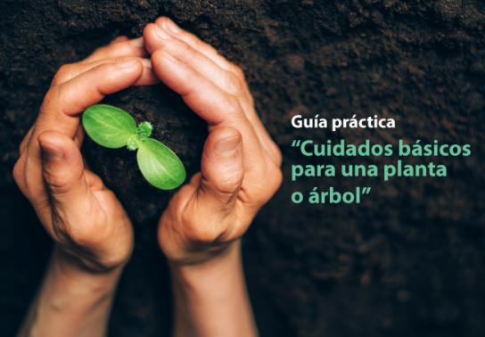Guía práctica. Cuidados básicos para una planta o árbol