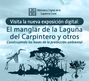 Visita la exposición digital 'El manglar de la Laguna del Carpintero y otros. Construyendo las bases de la protección ambiental'